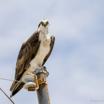 Osprey-13