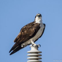 Osprey-15_1