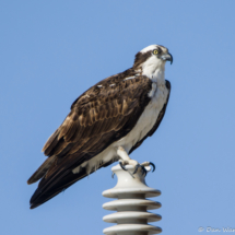 Osprey-16