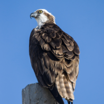 Osprey-17