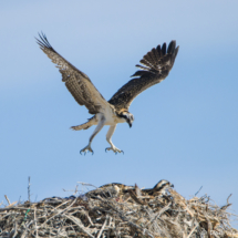Osprey Chicks Flight Practice-01