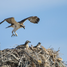 Osprey Chicks Flight Practice-02