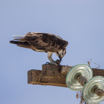 Osprey Eating A Fish-01