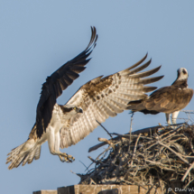 Osprey Landing in Nest-01