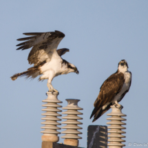 Osprey Parents-01