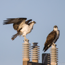 Osprey Parents-02