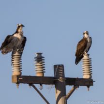 Osprey Parents-03