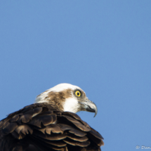 Osprey Up Close-01