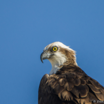 Osprey Up Close-02