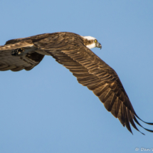 Osprey in Flight-02