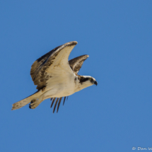 Osprey in Flight-04