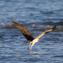 Osprey in Flight-06