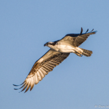 Osprey in Flight-07