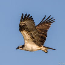 Osprey in Flight-08