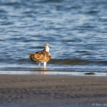 Osprey on the Beach-02