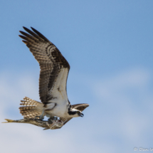 Osprey with Fish-01