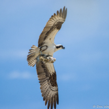 Osprey with Fish-02
