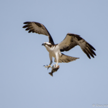 Osprey with Fish-03