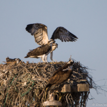 Osprey's Practicing Fledge-02