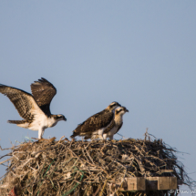 Osprey's Practicing Fledge-03