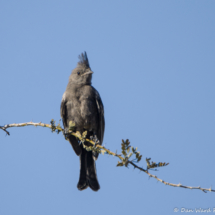 Phainopepla-Female-01