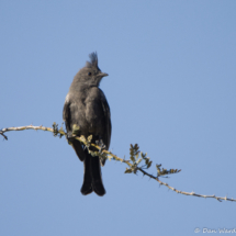 Phainopepla-Female-02
