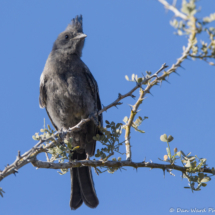 Phainopepla-Female-03