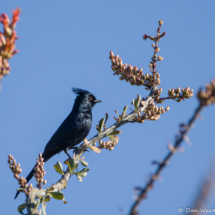 Phainopepla-Male-01