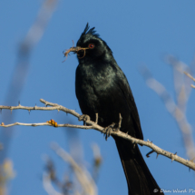 Phainopepla-Male-08