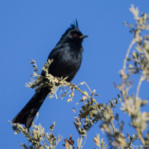 Phainopepla-Male-09