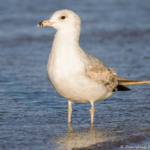 Ring-billed Gull-01