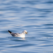 Ring-billed Gull-Down the Hatch-01