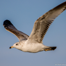 Ring-billed Gull in Flight-01