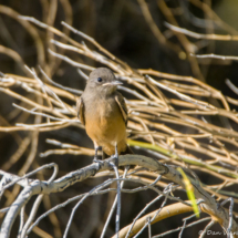 Say's Phoebe-01