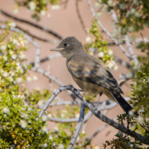 Say's Phoebe-02