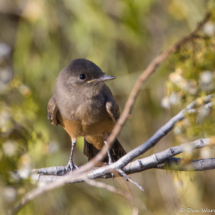 Say's Phoebe-03