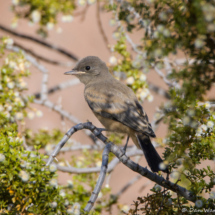 Say's Phoebe-04