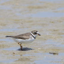 Semipalmated Plover-02