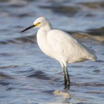 Snowy Egret-01