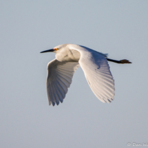 Snowy Egret in Flight-01