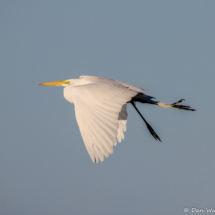 Snowy Egret in Flight-03