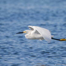 Snowy Egret in Flight-04