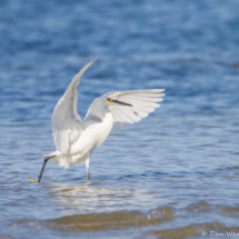 Snowy Egret with Fish-01