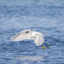 Snowy Egret with Fish-02
