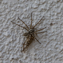 Spider Eating A Cricket-01