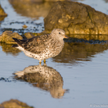 Surfbird-02