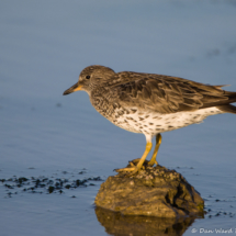 Surfbird-03