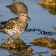 Surfbird-04