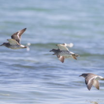 Surfbirds in Flight-01