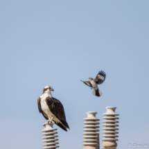 The Osprey & The Mockingbird-02